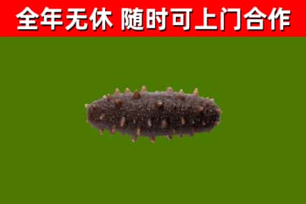 贺兰县回收海参干